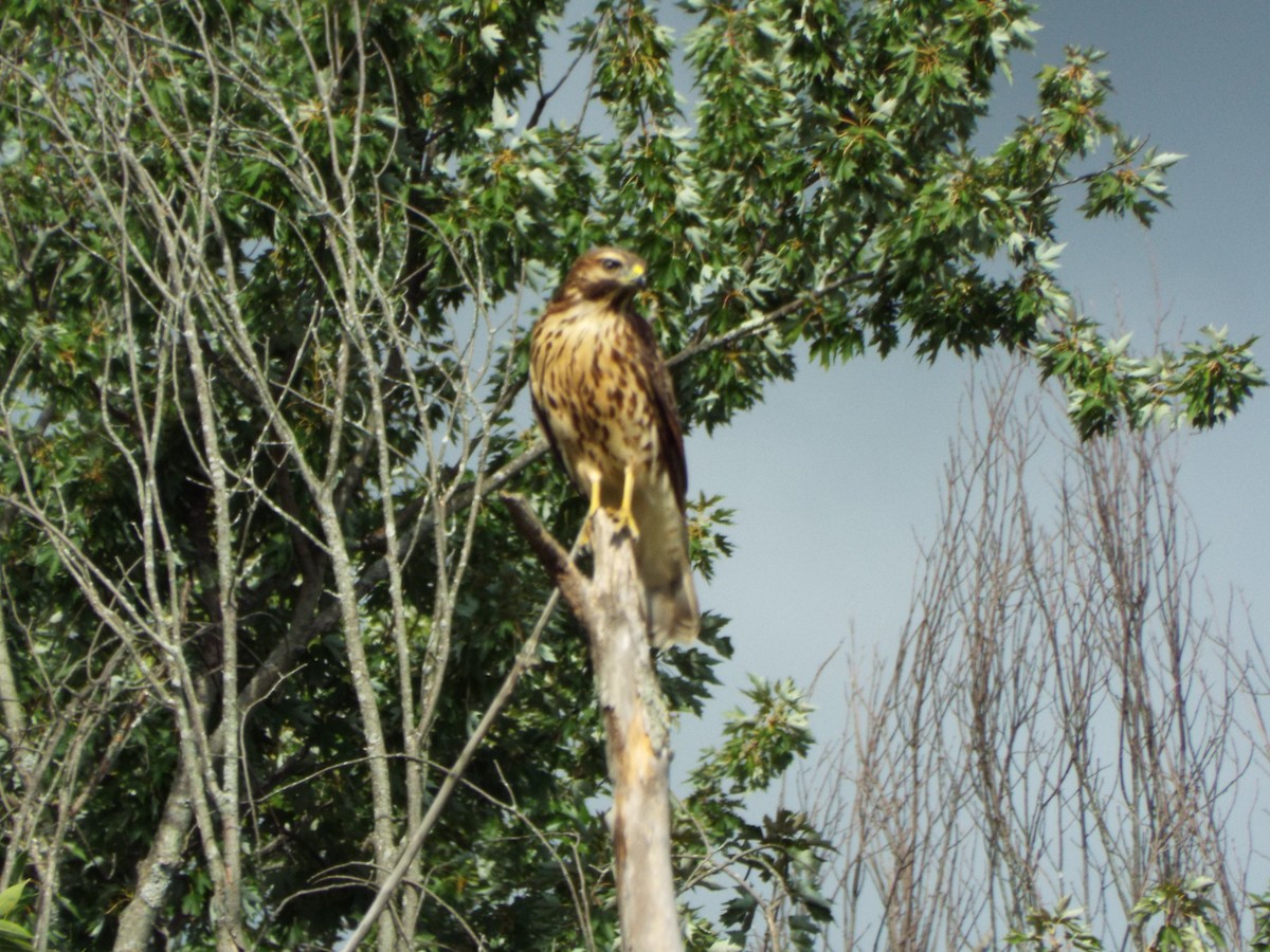 Red-shouldered Hawk - ML478001091