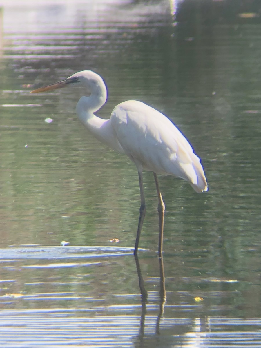 Great Blue Heron (Great White) - ML478001591