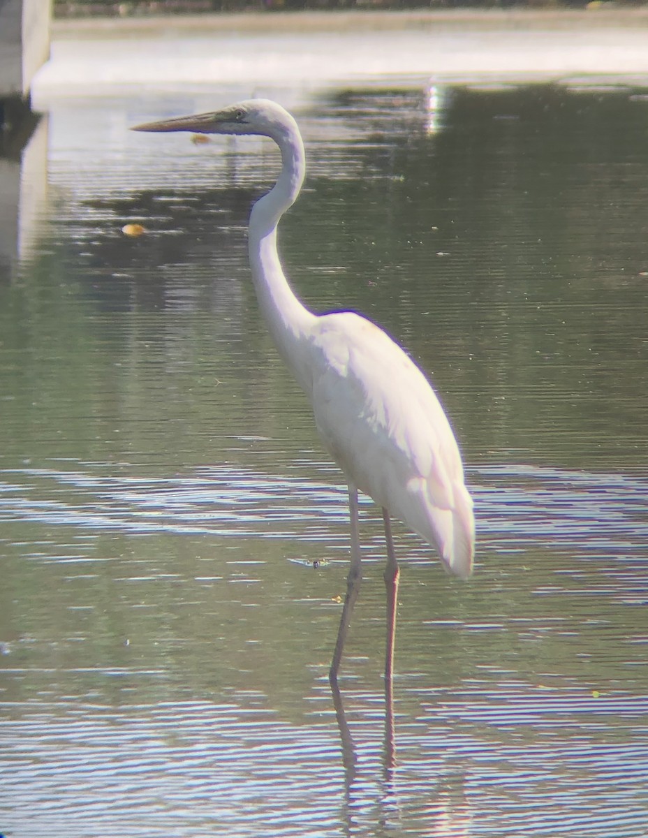 Great Blue Heron (Great White) - ML478001601