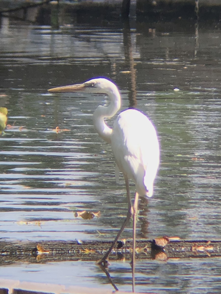 Great Blue Heron (Great White) - KZ F