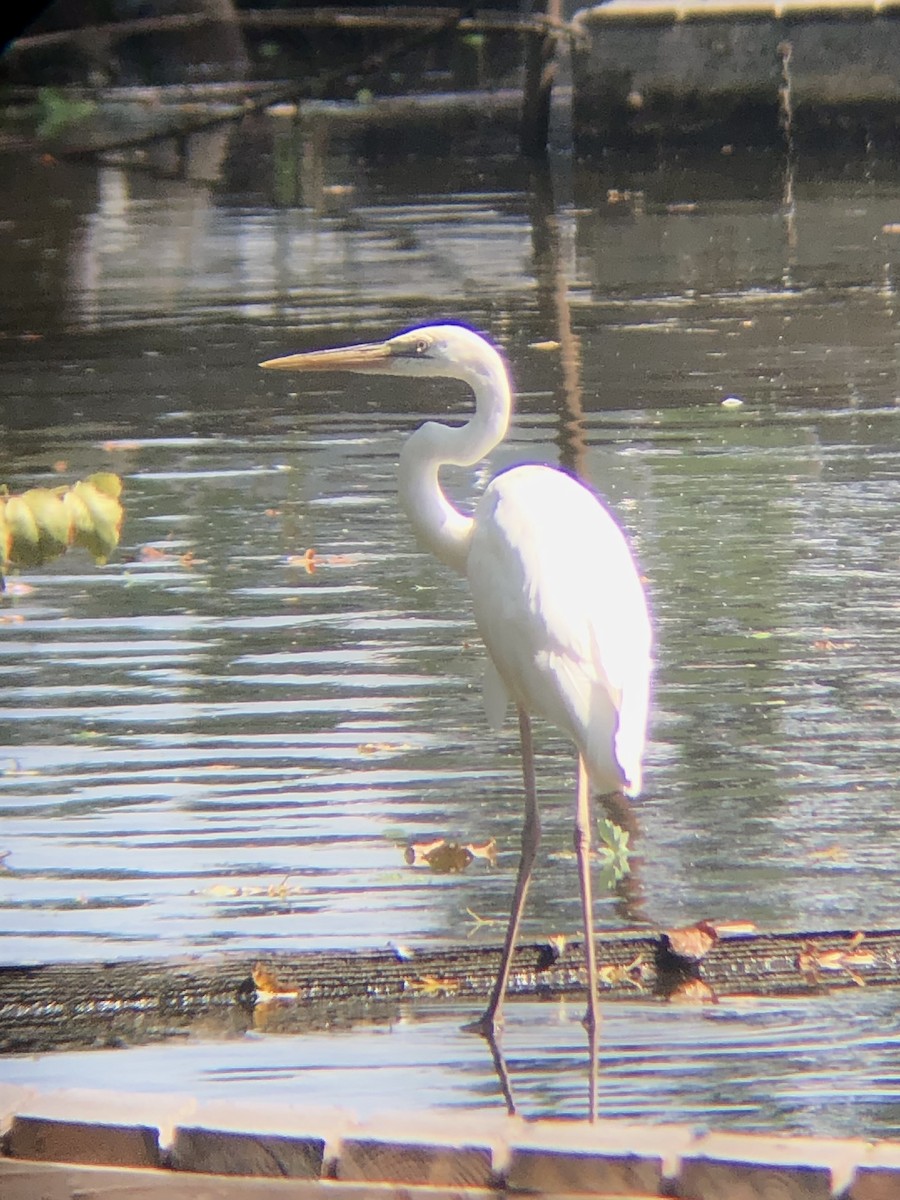 Great Blue Heron (Great White) - KZ F