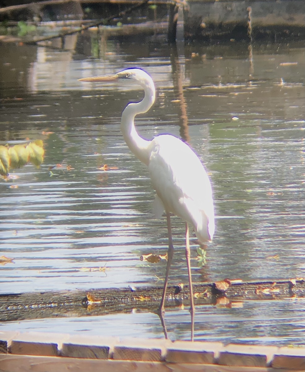 Great Blue Heron (Great White) - ML478001811