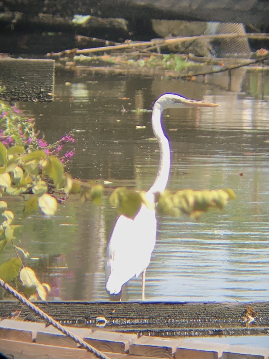 Great Blue Heron (Great White) - ML478001881