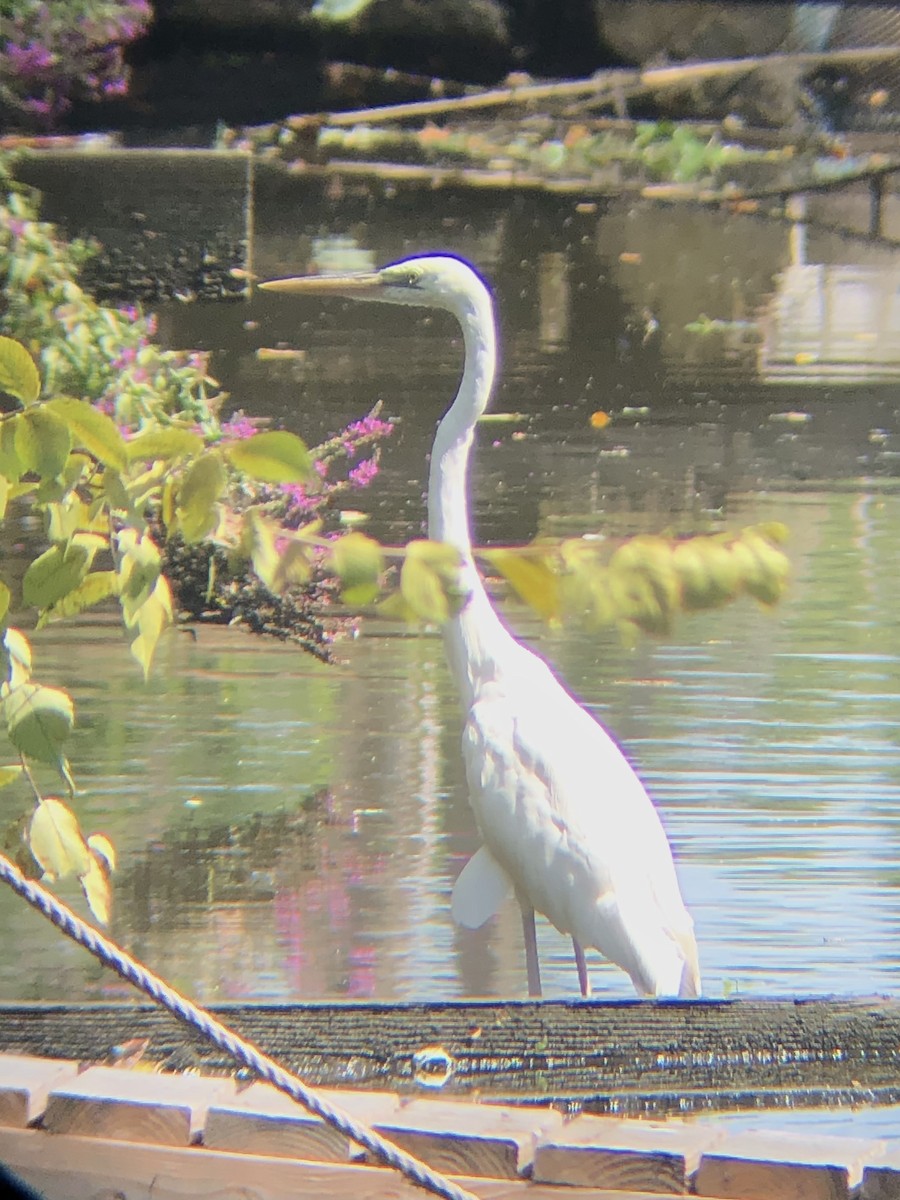 Great Blue Heron (Great White) - ML478001891
