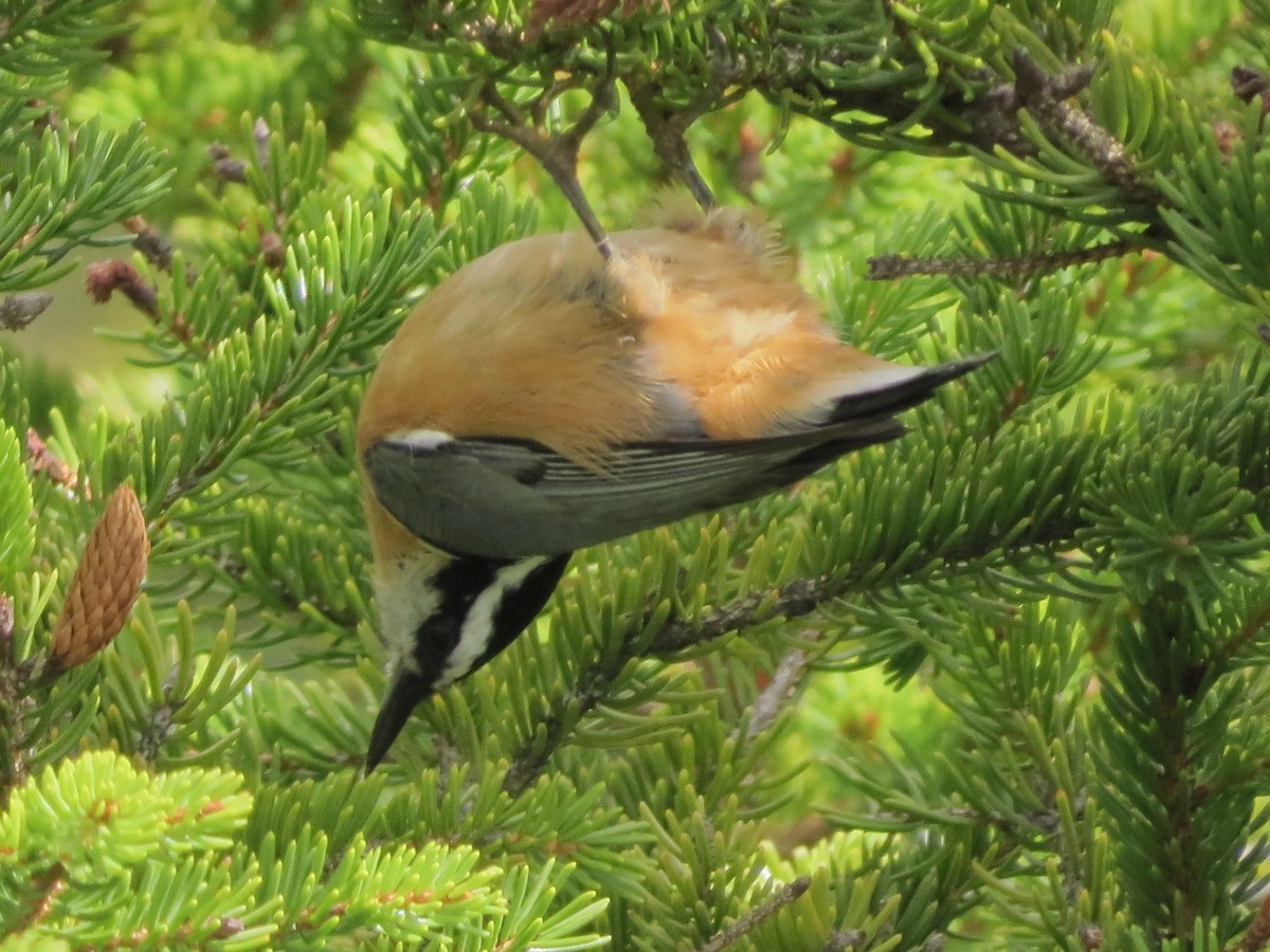 Red-breasted Nuthatch - ML478002431