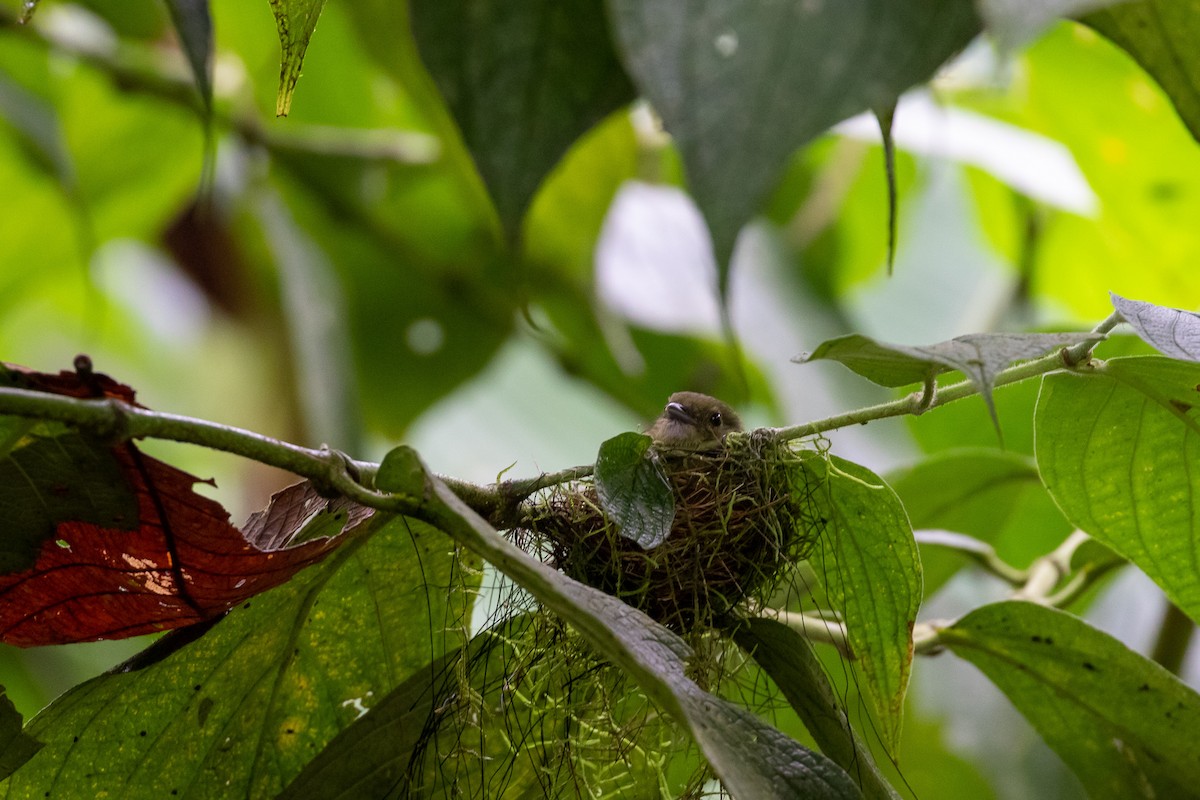 White-ruffed Manakin - ML478004521