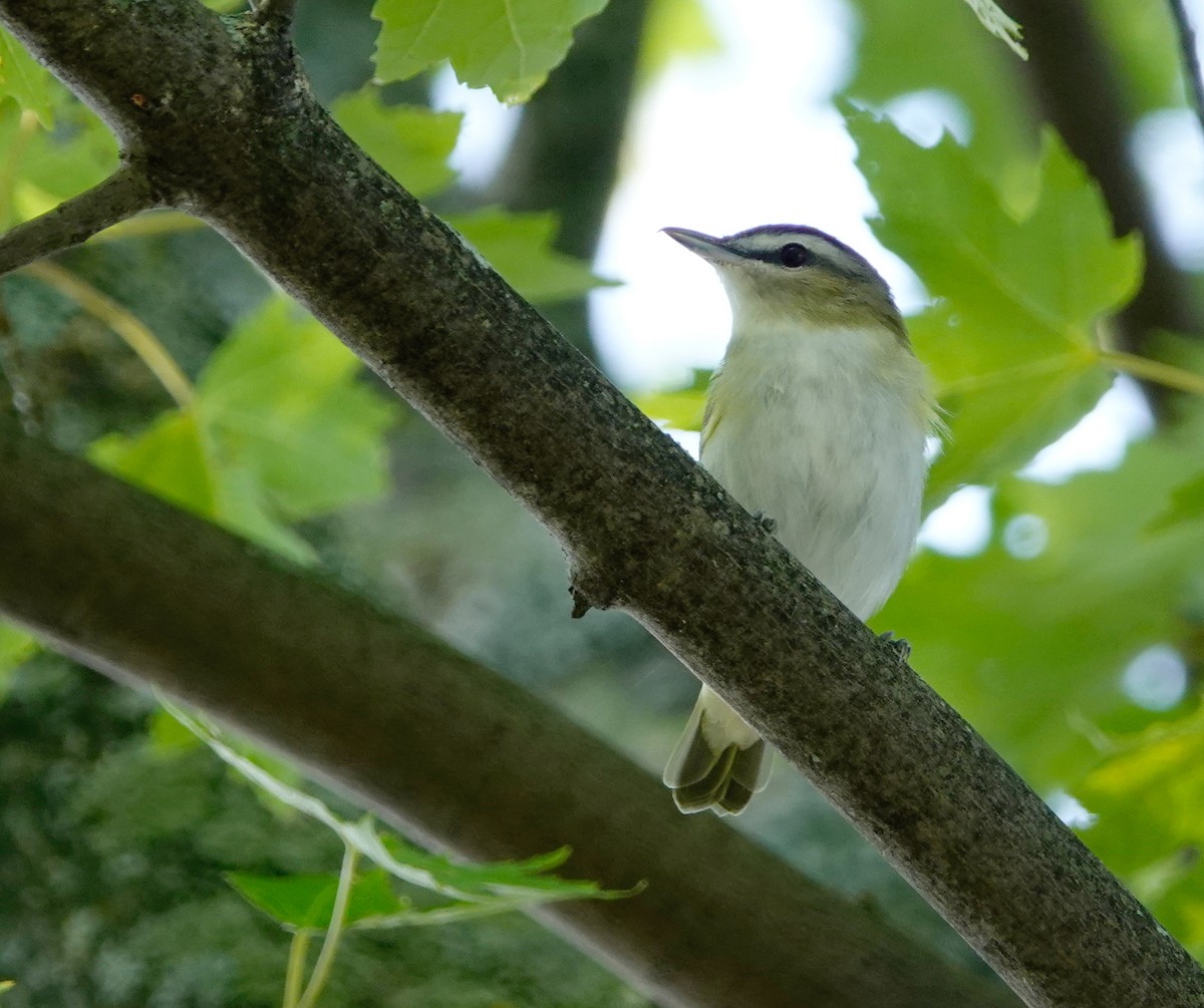 Red-eyed Vireo - ML478007131