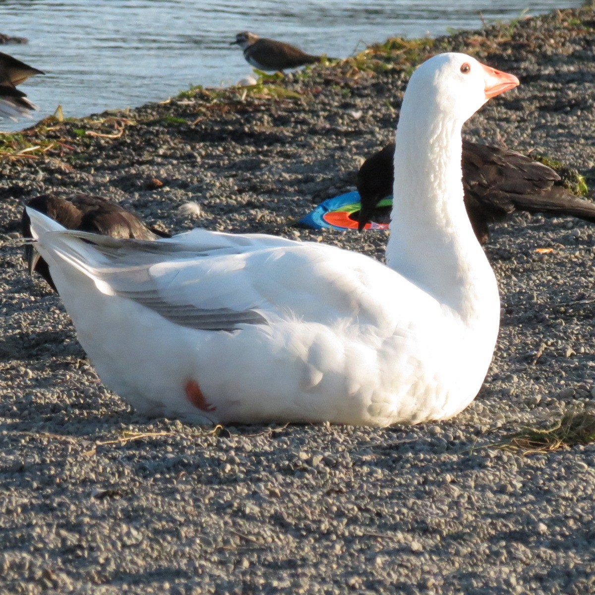 Domestic goose sp. (Domestic type) - ML478008941