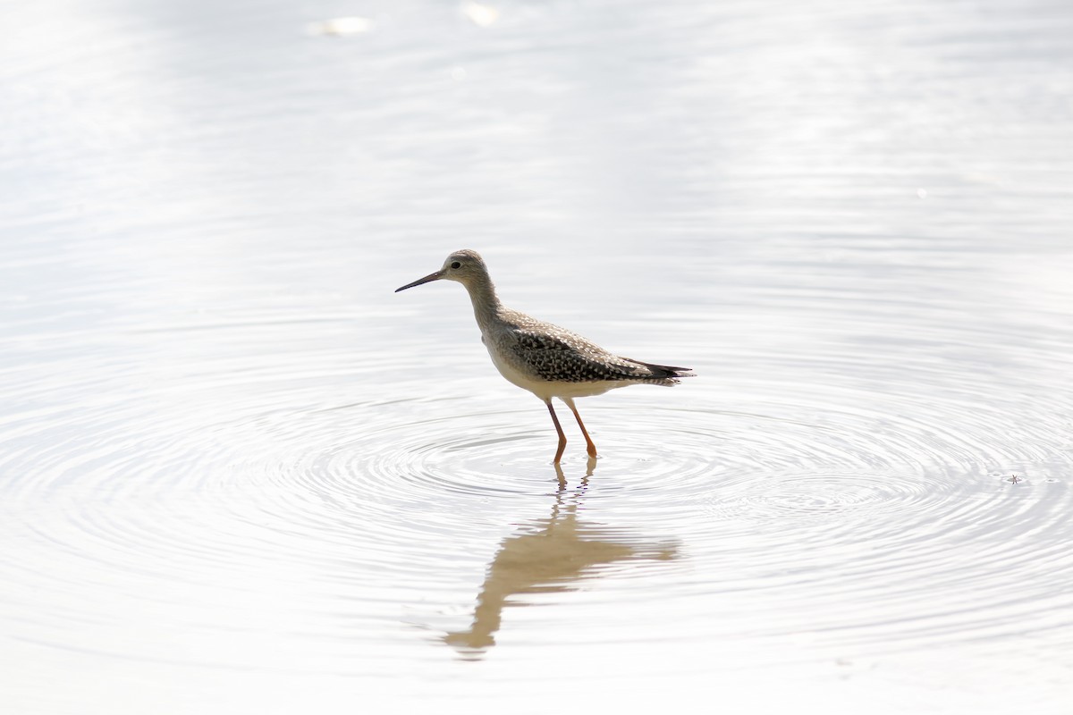 Lesser Yellowlegs - ML478009091