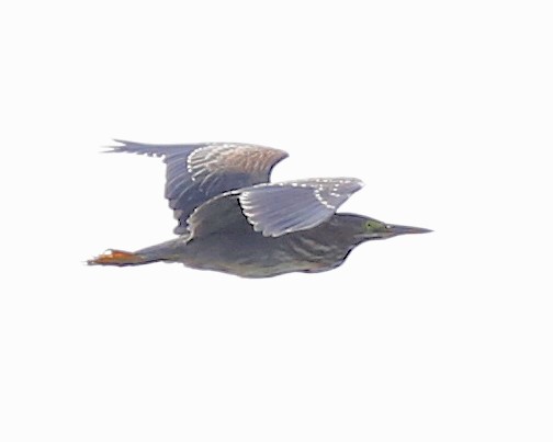 Green Heron - ML478009131