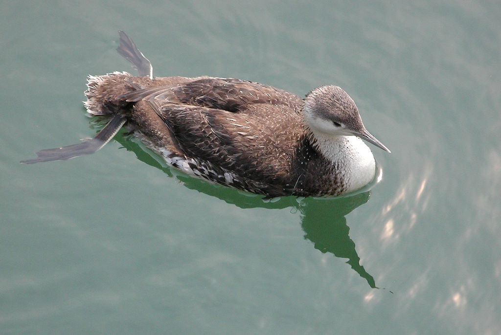 Red-throated Loon - ML47800961