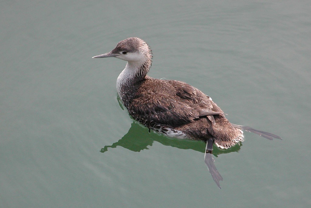 Red-throated Loon - ML47800971