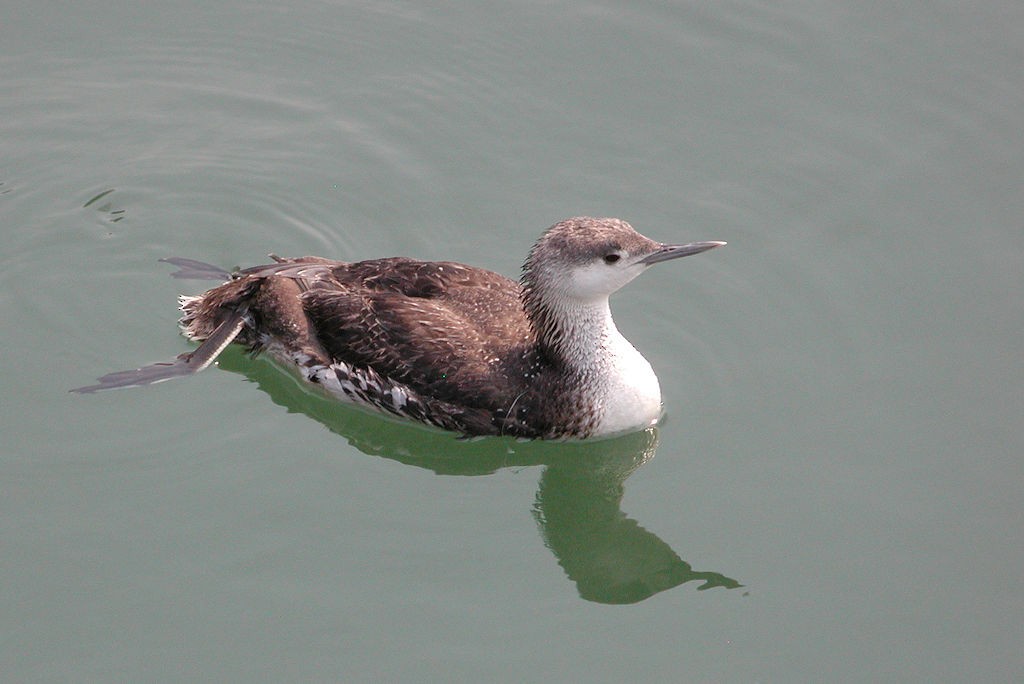 Red-throated Loon - William Hull