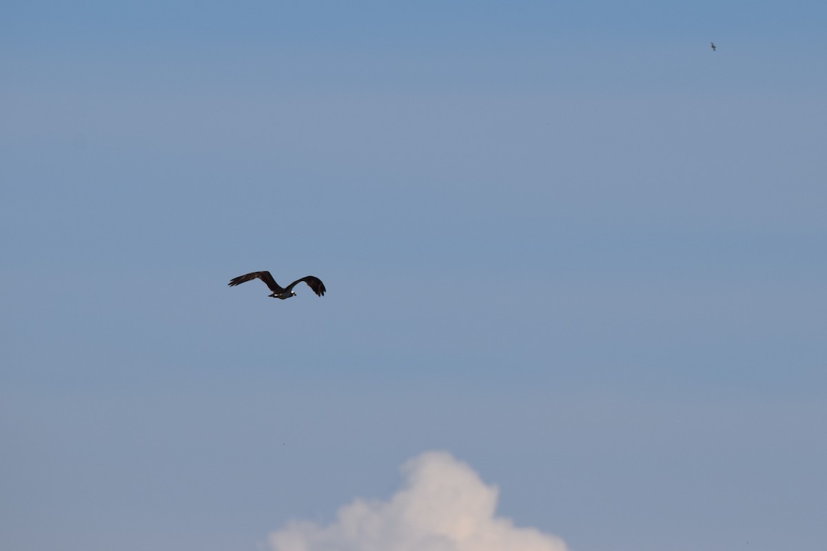 Osprey - ML478011021