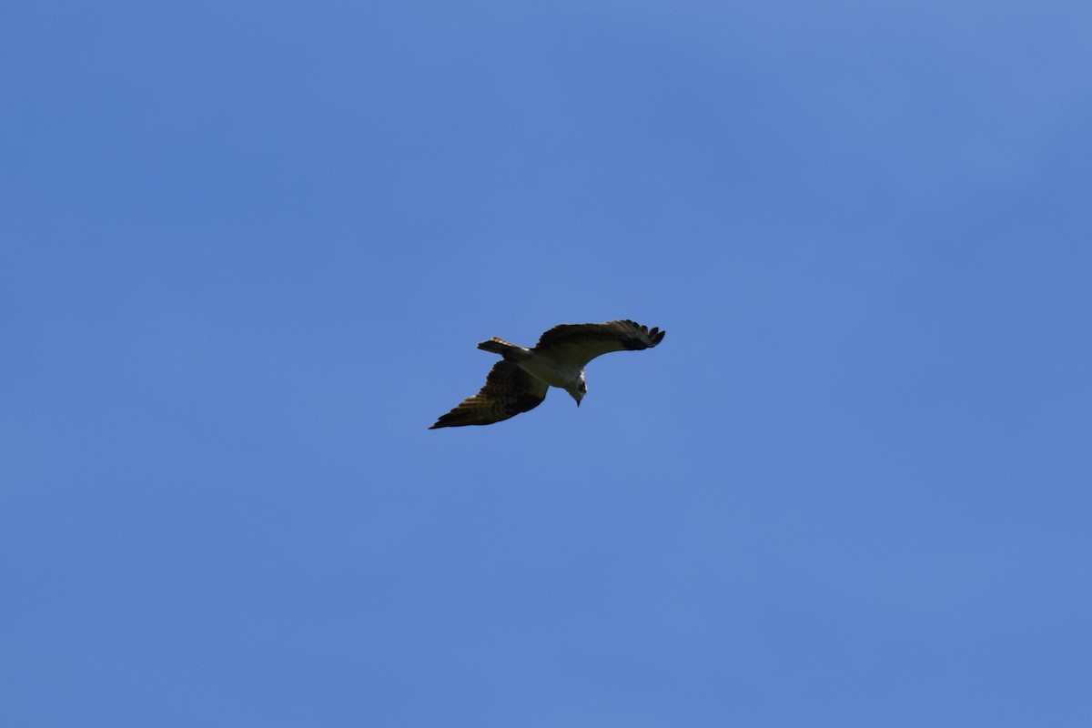 Osprey - ML478011061