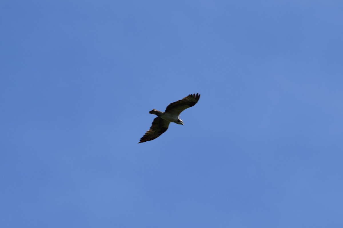 Osprey - ML478011081