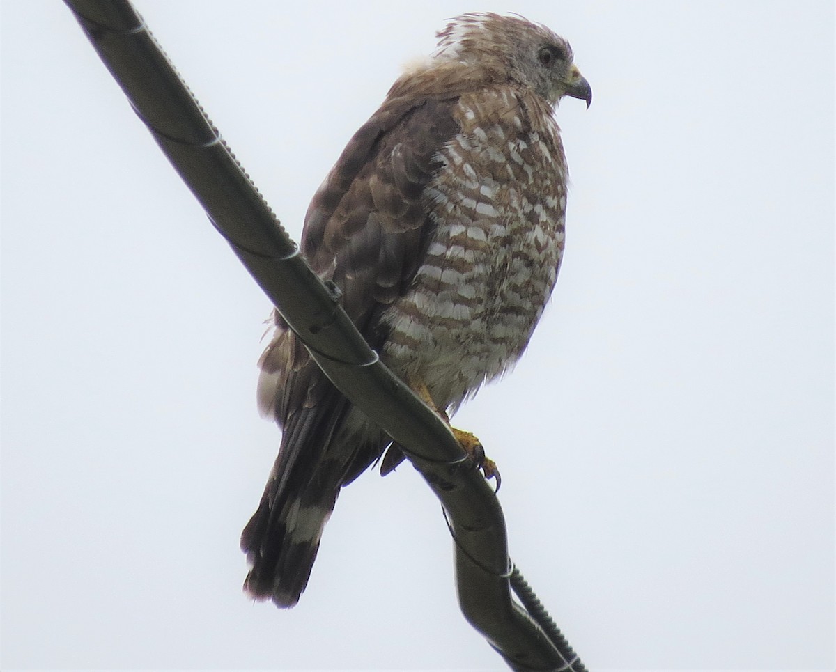 Broad-winged Hawk - ML478011121