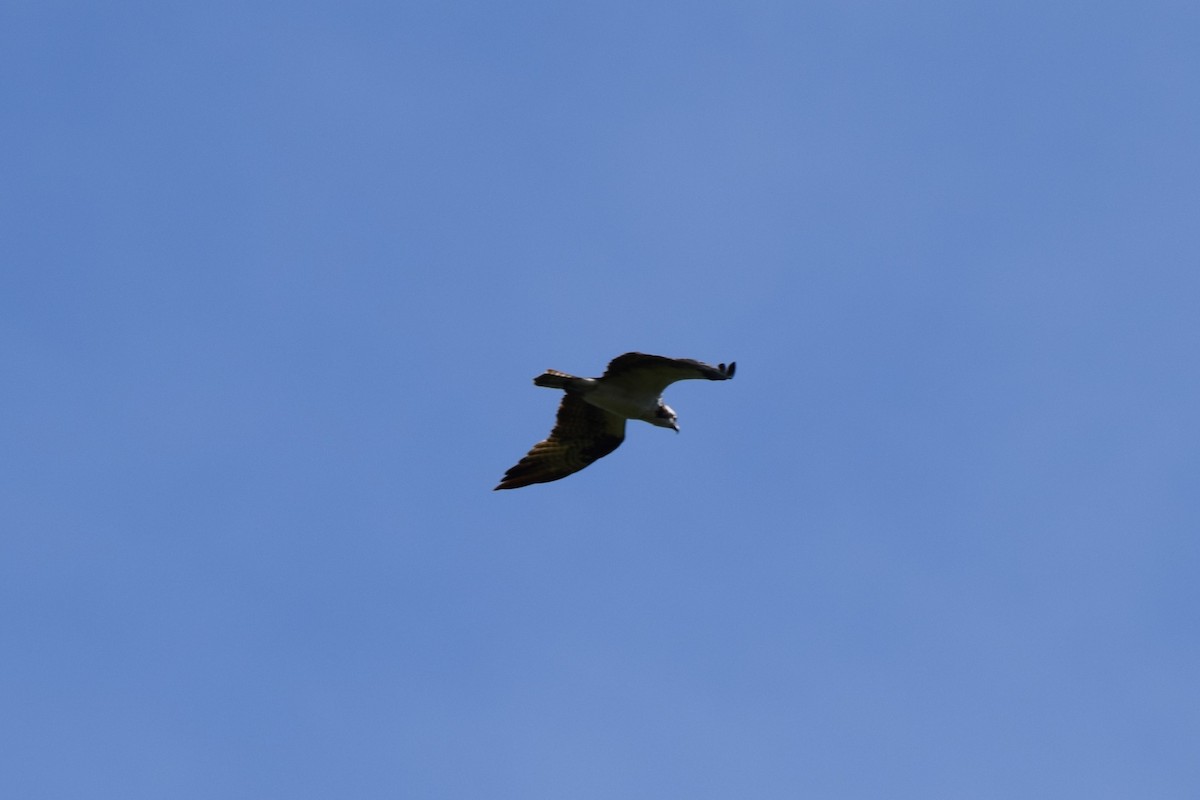 Osprey - ML478011141