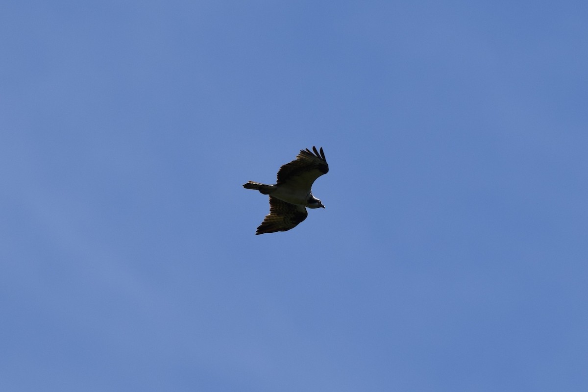 Osprey - ML478011191