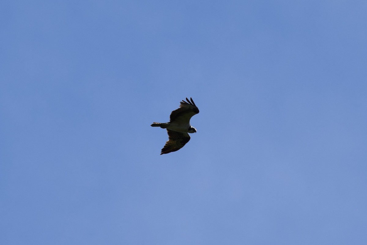 Osprey - ML478011381