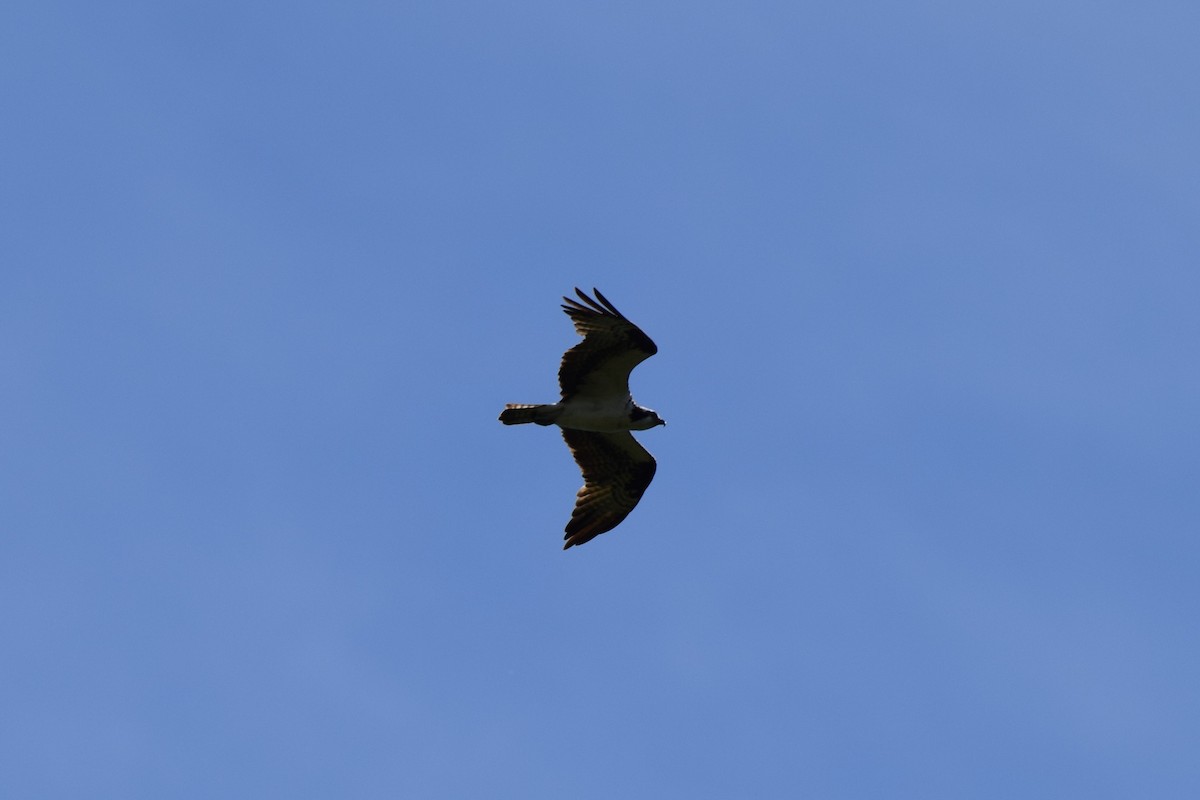 Osprey - ML478011391