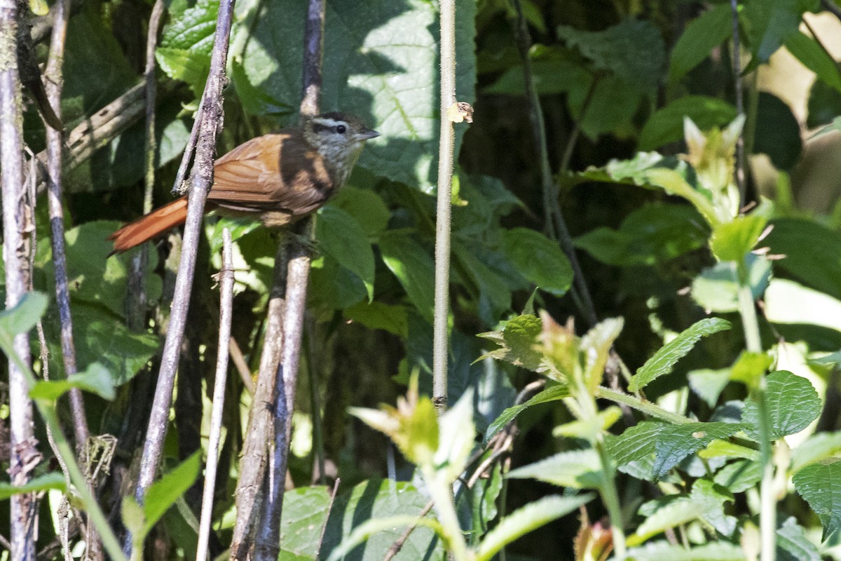 White-browed Foliage-gleaner - ML478012871