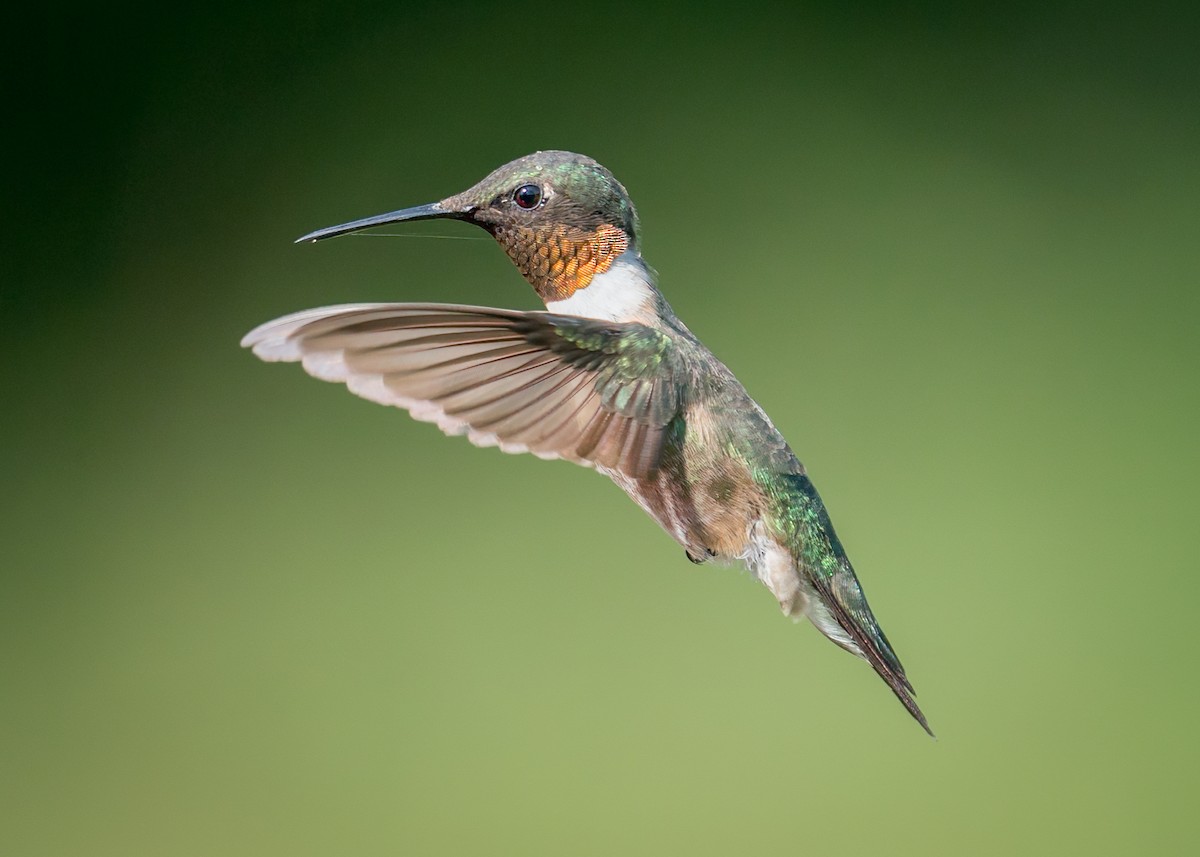 Ruby-throated Hummingbird - ML478013231