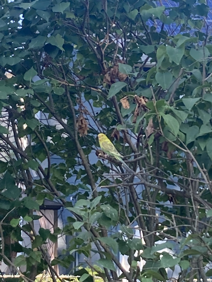 Budgerigar (Domestic type) - Cameron Jeys