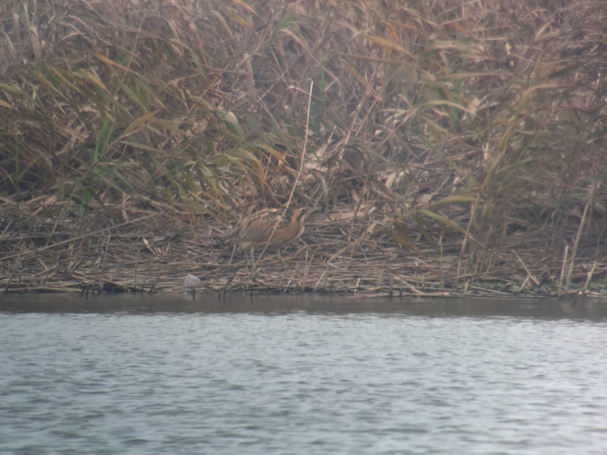 Eurasian Bittern - Ting-Wei (廷維) HUNG (洪)