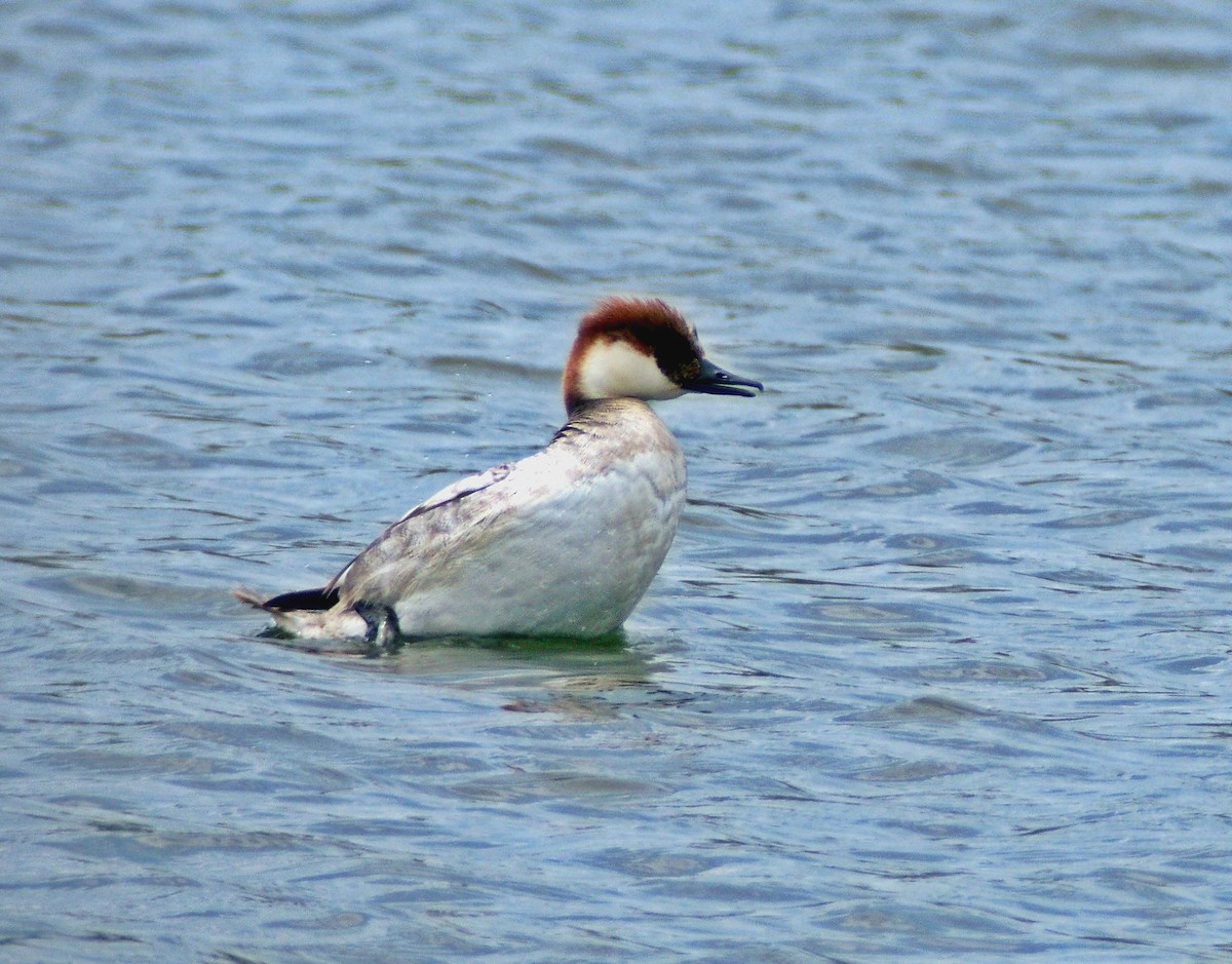 Smew - Alejandro H. Rodriguez