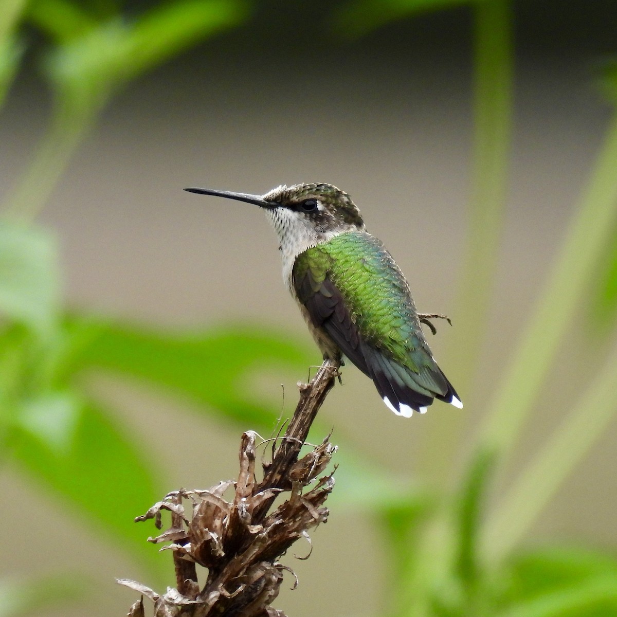 Ruby-throated Hummingbird - ML478015841