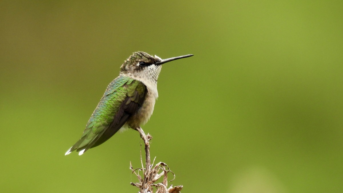 Ruby-throated Hummingbird - ML478015851