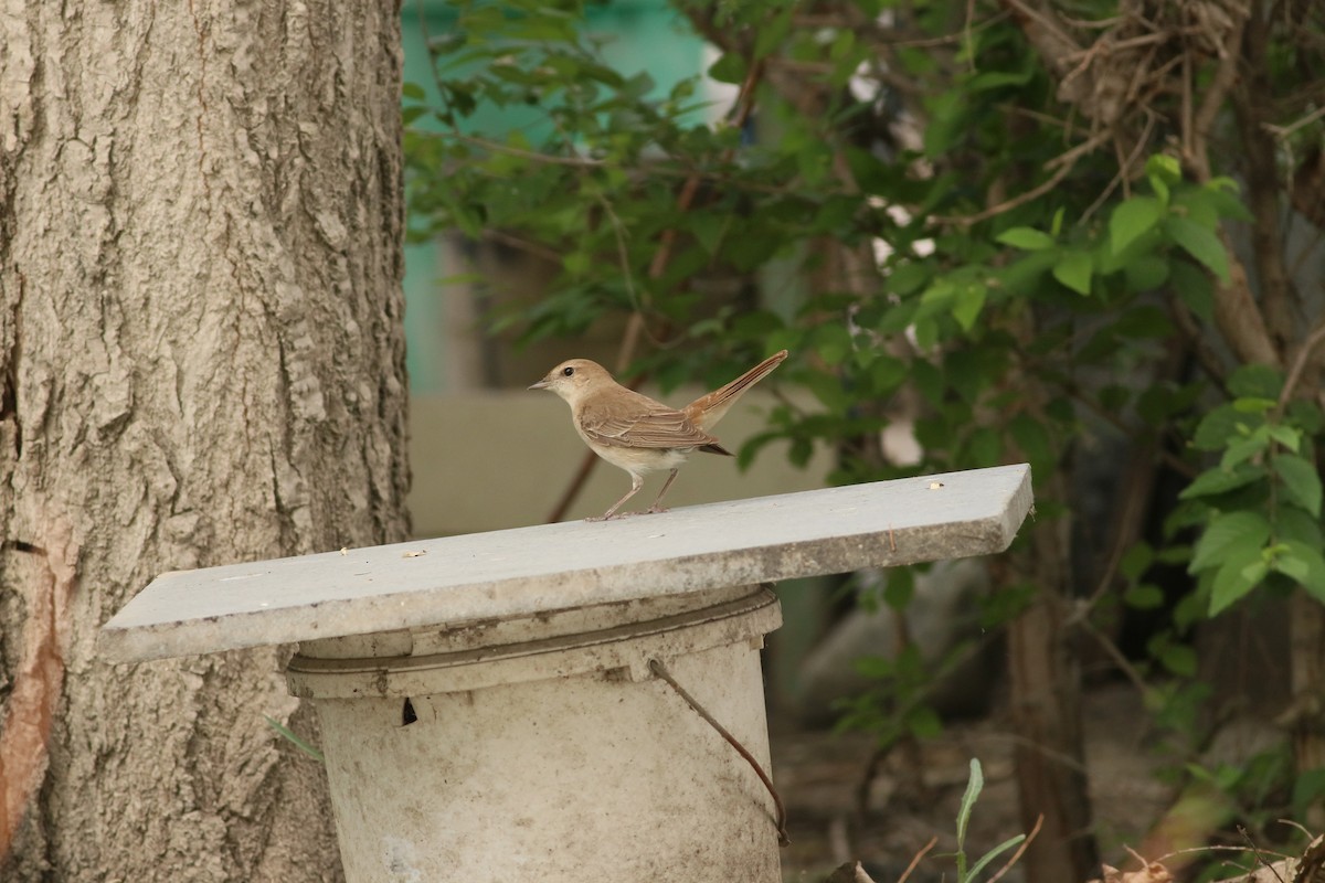 Common Nightingale - ML478016761