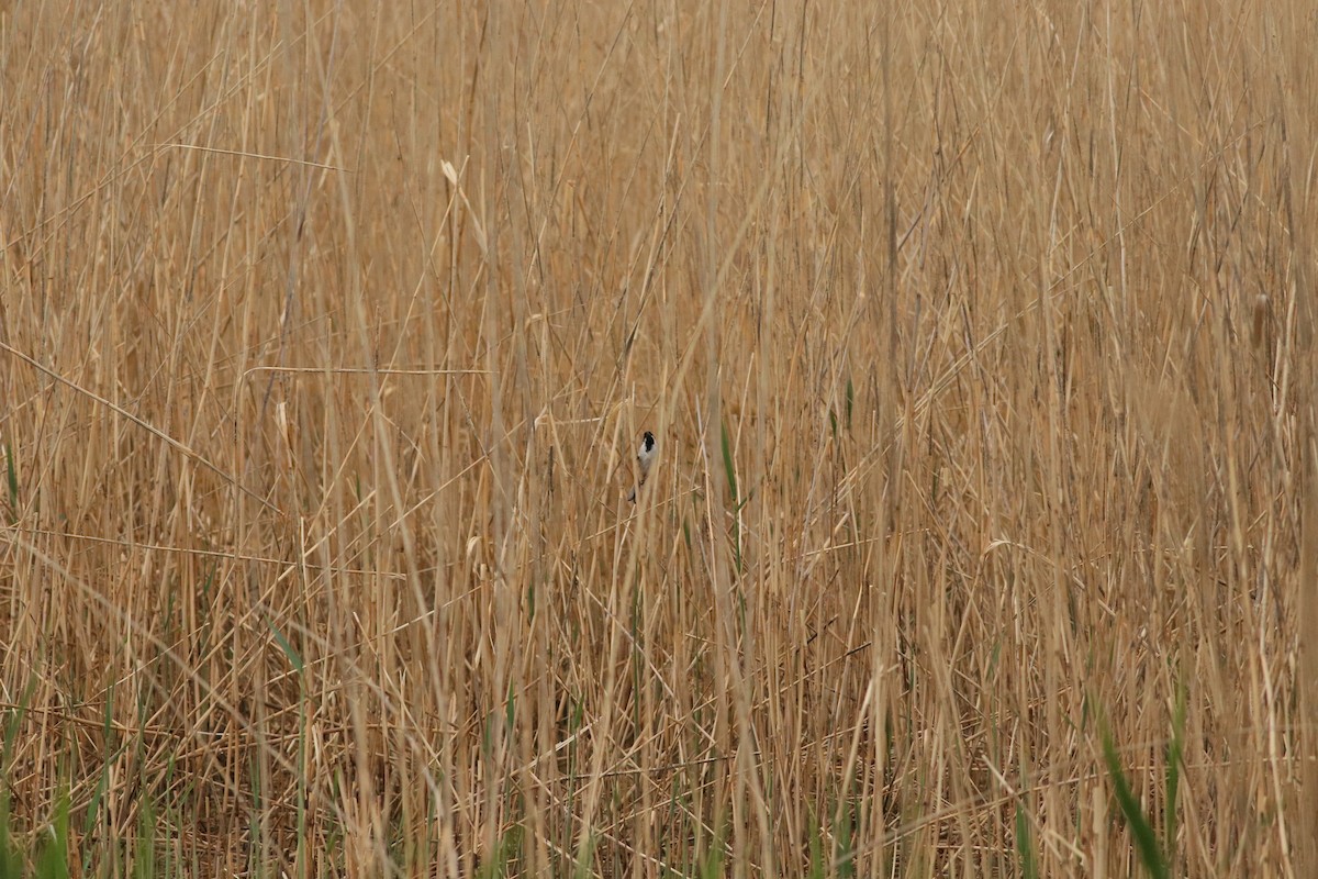 Reed Bunting - ML478017351