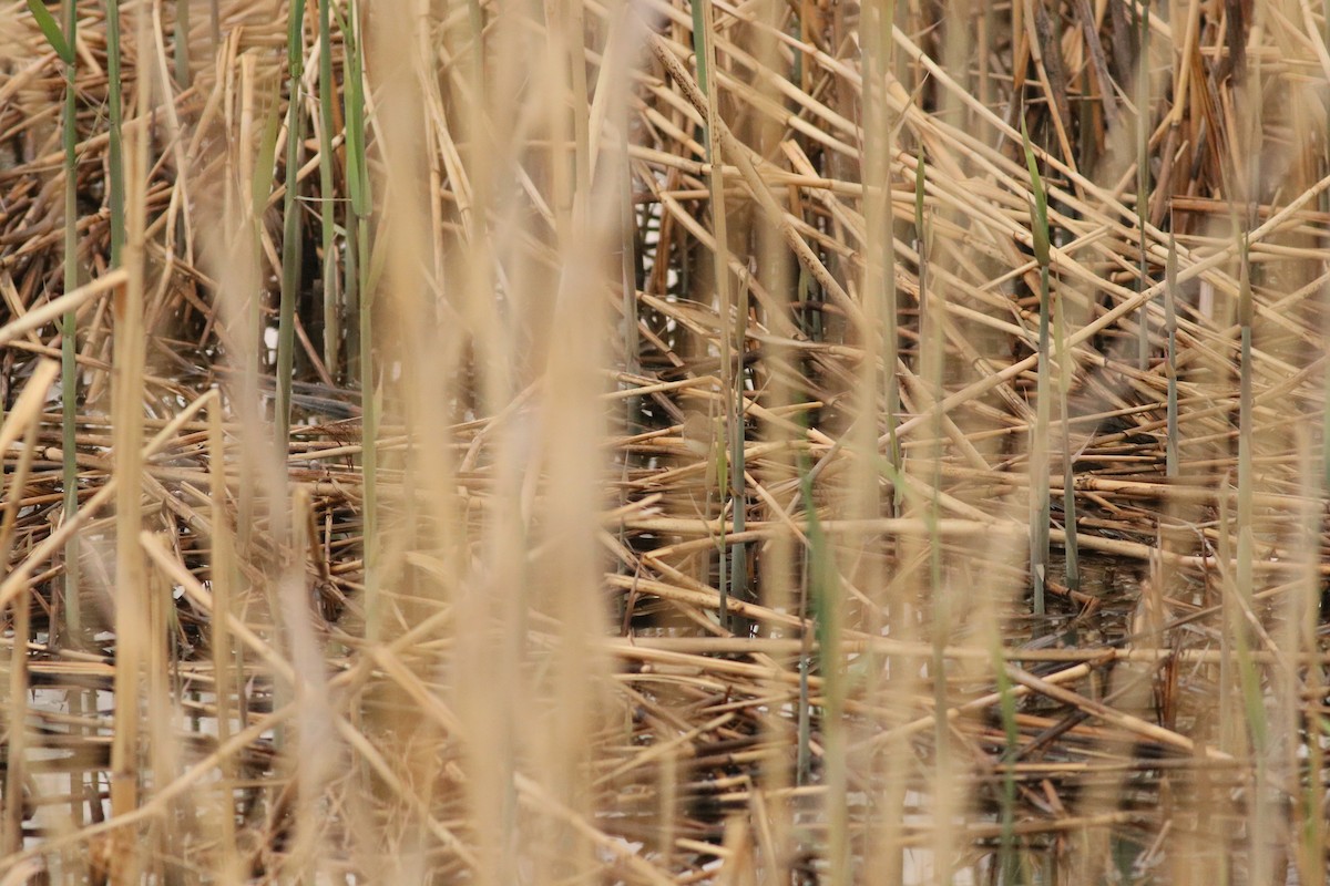 Paddyfield Warbler - Ian Ren