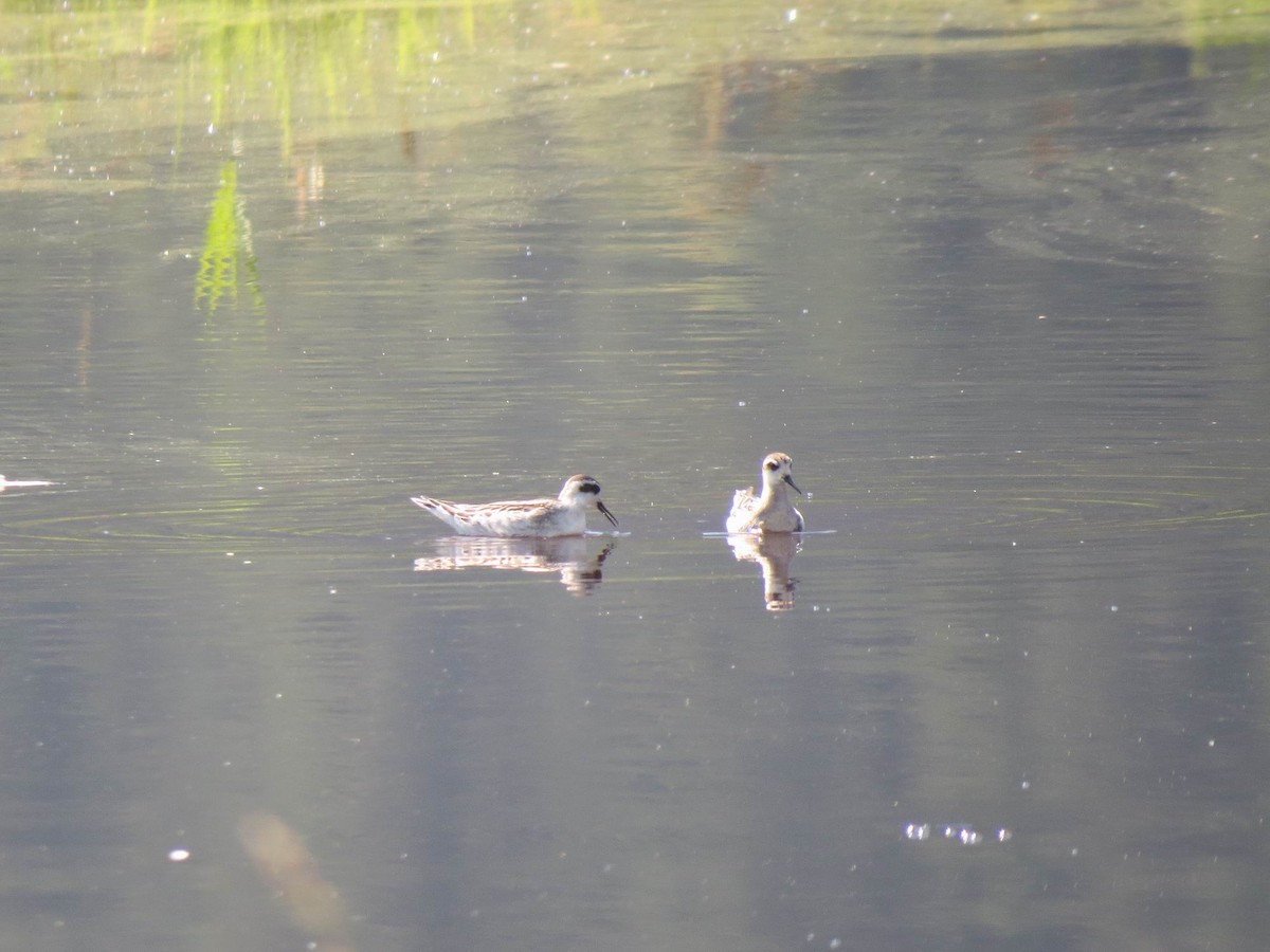 Phalarope à bec étroit - ML478018031