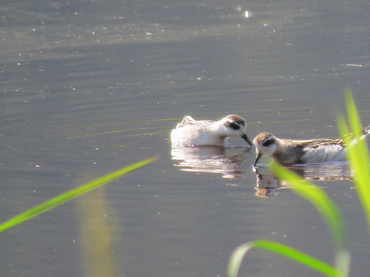 Red-necked Phalarope - John Tschopp