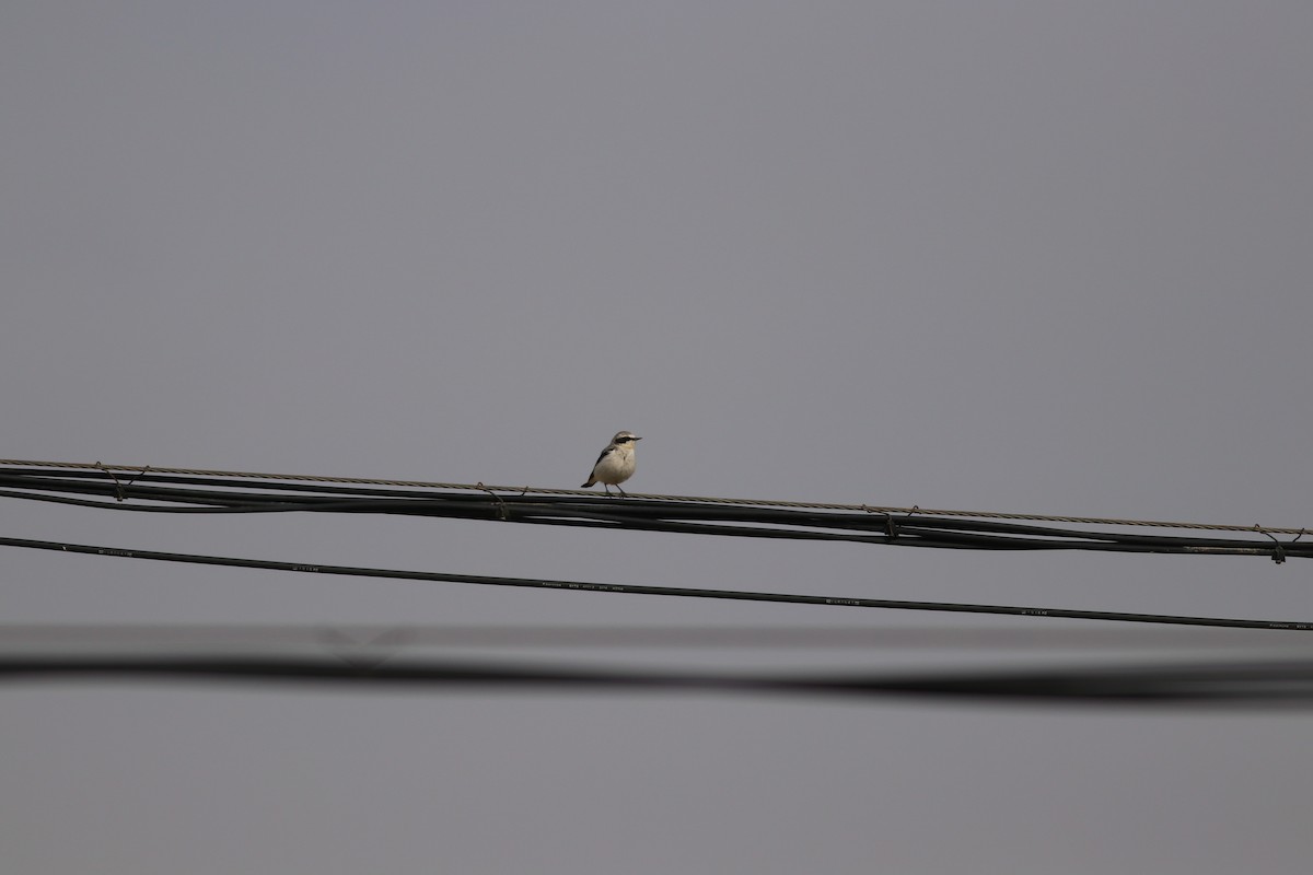Northern Wheatear - Tianyi Ren