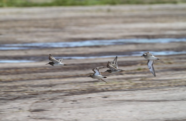 Graubrust-Strandläufer - ML478018311