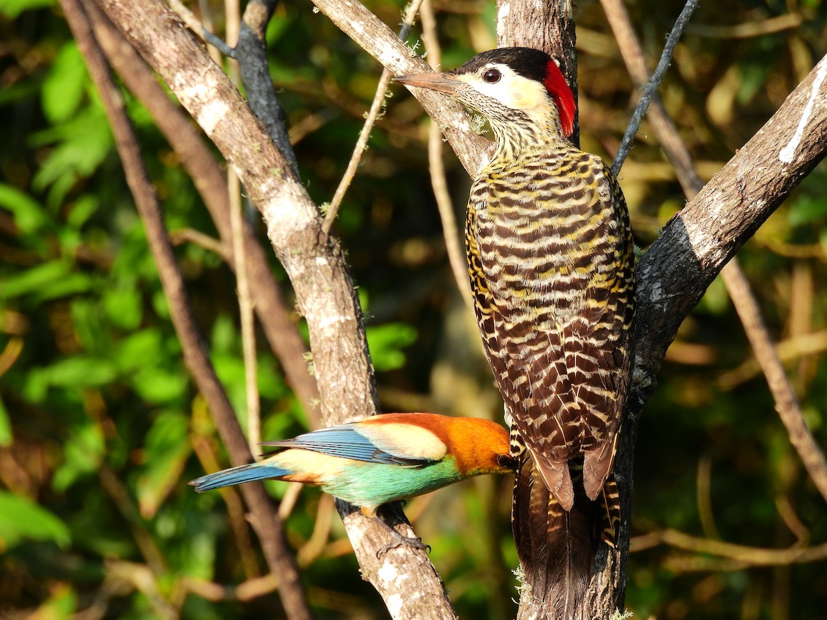 Green-barred Woodpecker - Francisco Giúdice