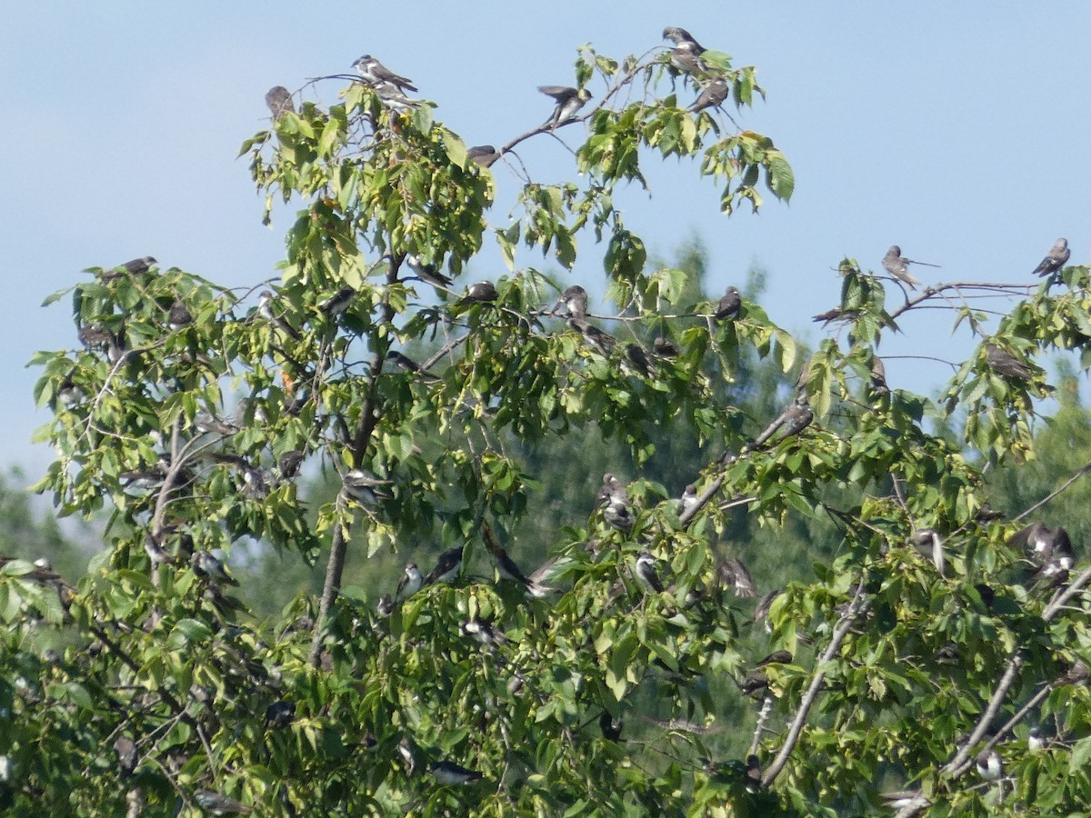 Golondrina Bicolor - ML478022131