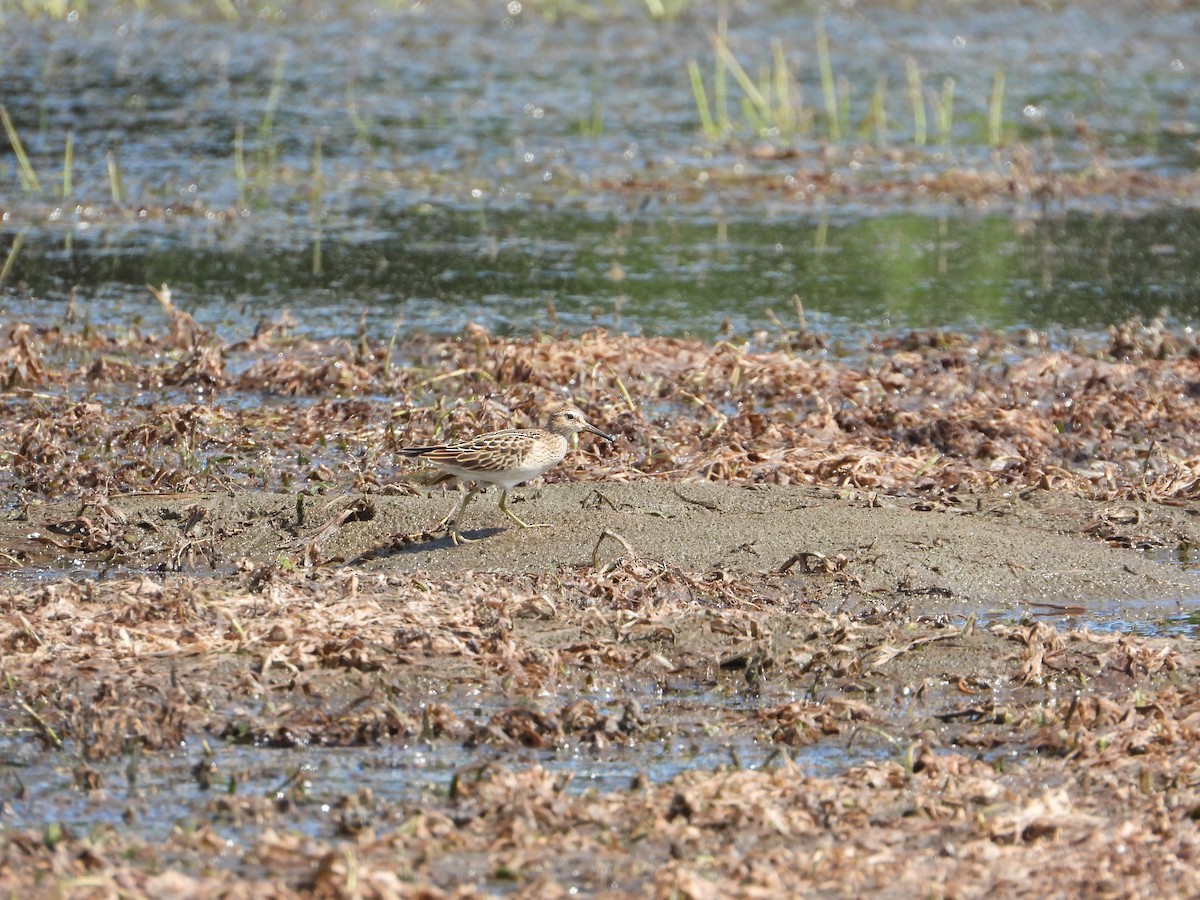 Wiesenstrandläufer - ML478022421