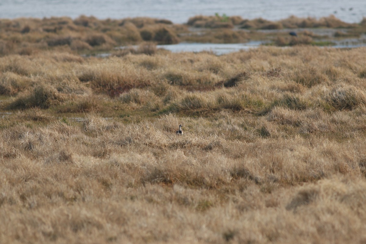 Pheasant-tailed Jacana - ML478022671