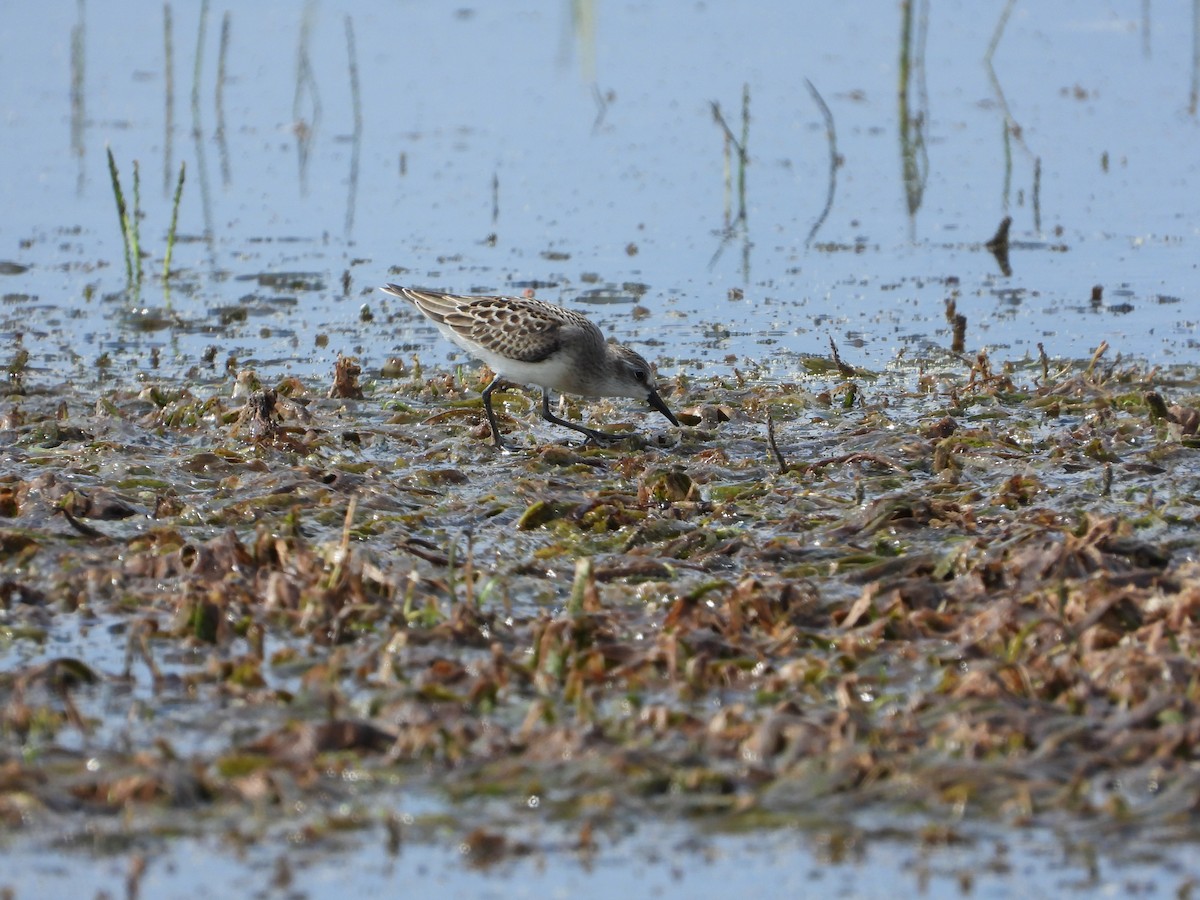 Semipalmated Sandpiper - ML478023291