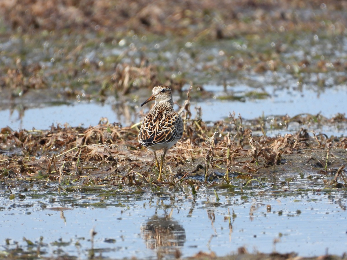 Pectoral Sandpiper - Marc Roy