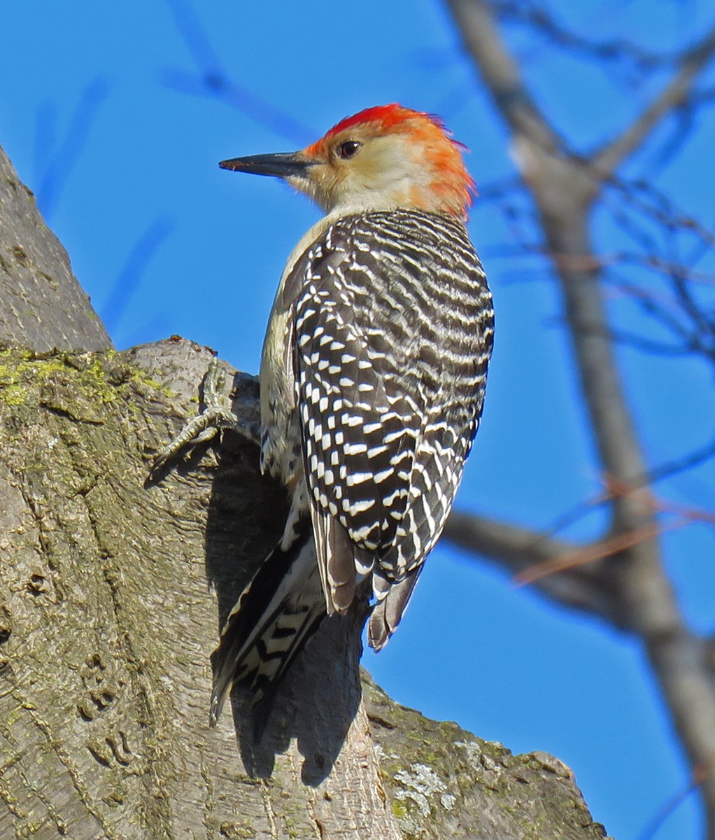 Red-bellied Woodpecker - ML47802431