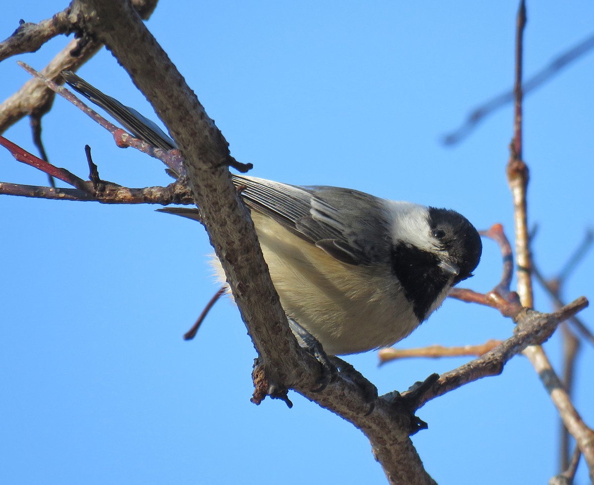 Black-capped Chickadee - ML47802471