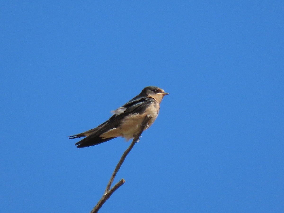 Barn Swallow - ML478027401
