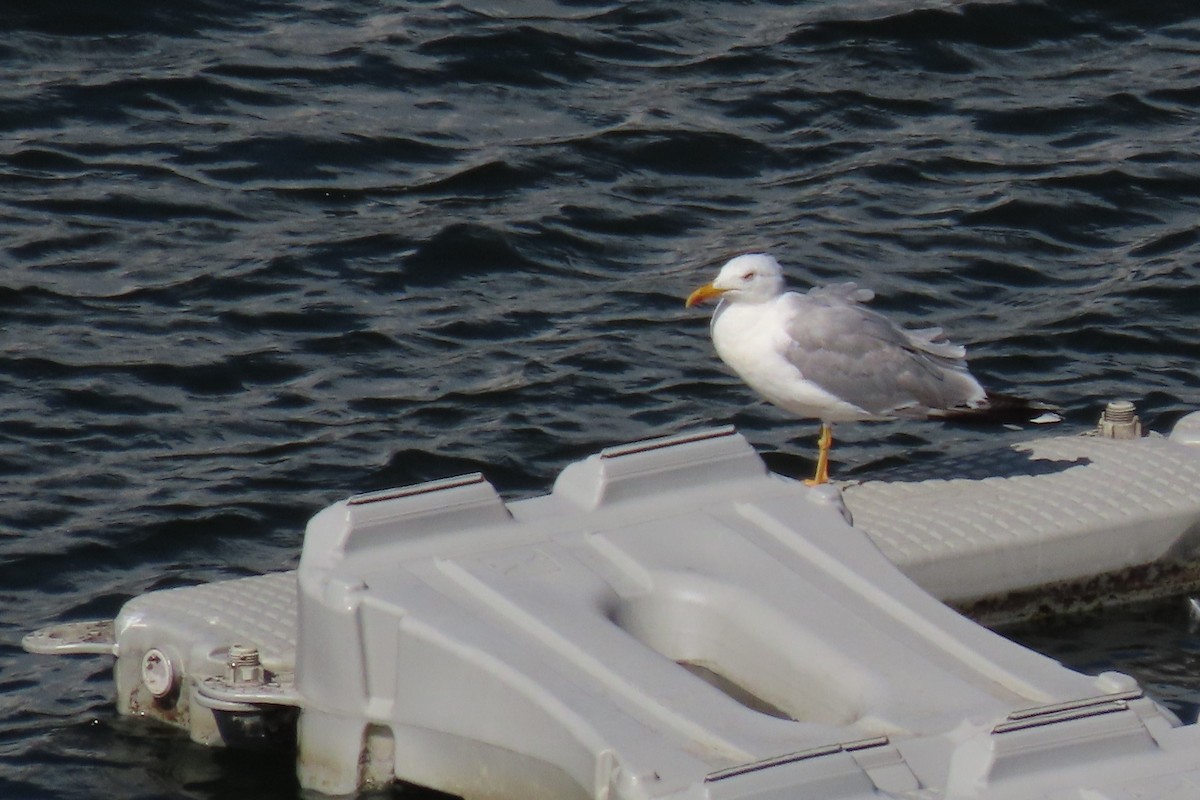 Yellow-legged Gull - Paulo Alves