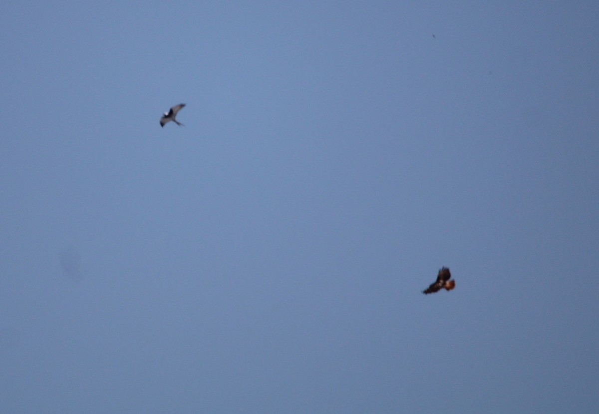 Red-tailed Hawk - Jonathan Wilhelms